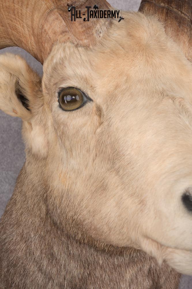 Stone Sheep Taxidermy Shoulder Mount SKU 2779 - Image 4