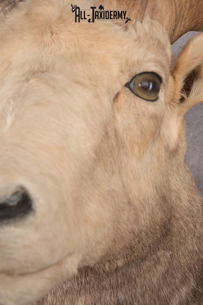Stone Sheep Taxidermy Shoulder Mount SKU 2779 - Image 3