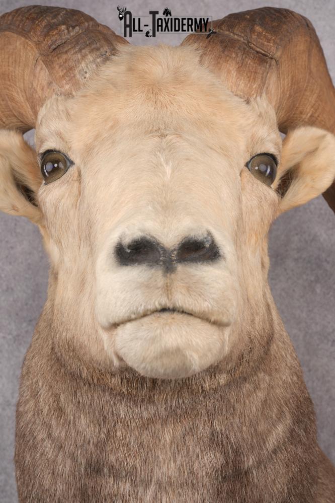 Stone Sheep Taxidermy Shoulder Mount SKU 2779 - Image 2