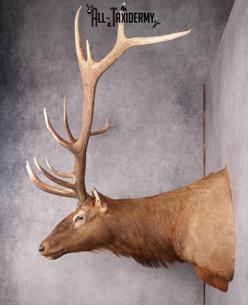 Rocky Mountain Elk SKU 2800 - Image 14