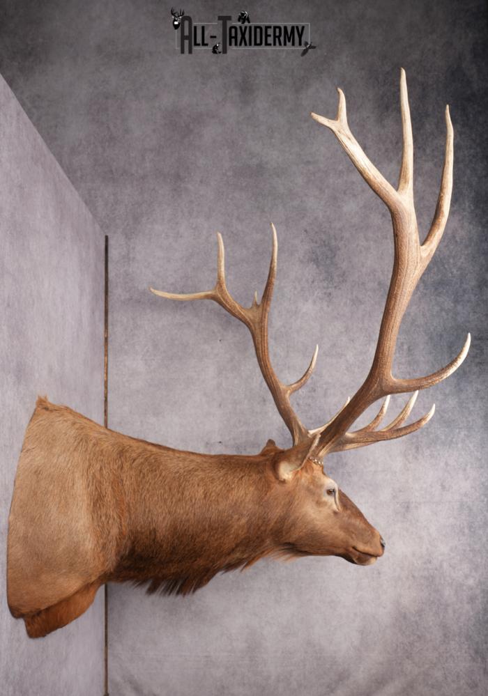 Rocky Mountain Elk SKU 2800 - Image 13