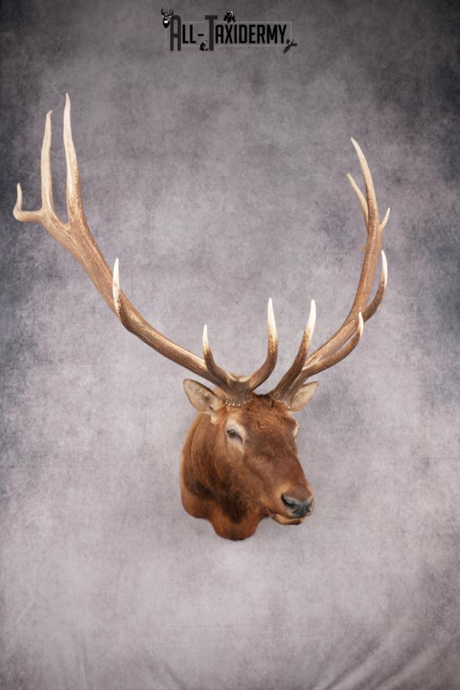 Rocky Mountain Elk SKU 2800