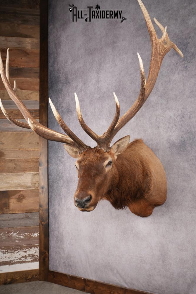 Rocky Mountain Elk SKU 2800 - Image 12