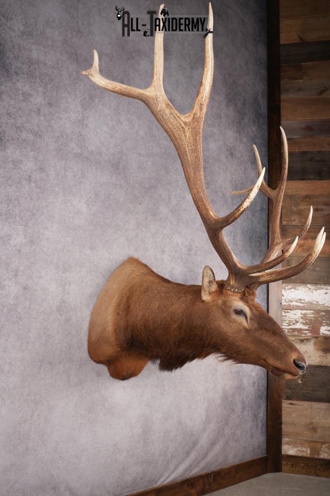 Rocky Mountain Elk SKU 2800 - Image 11