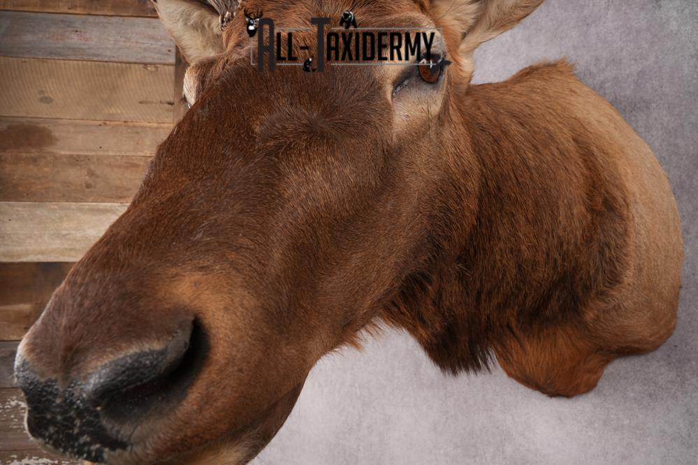 Rocky Mountain Elk SKU 2800 - Image 9