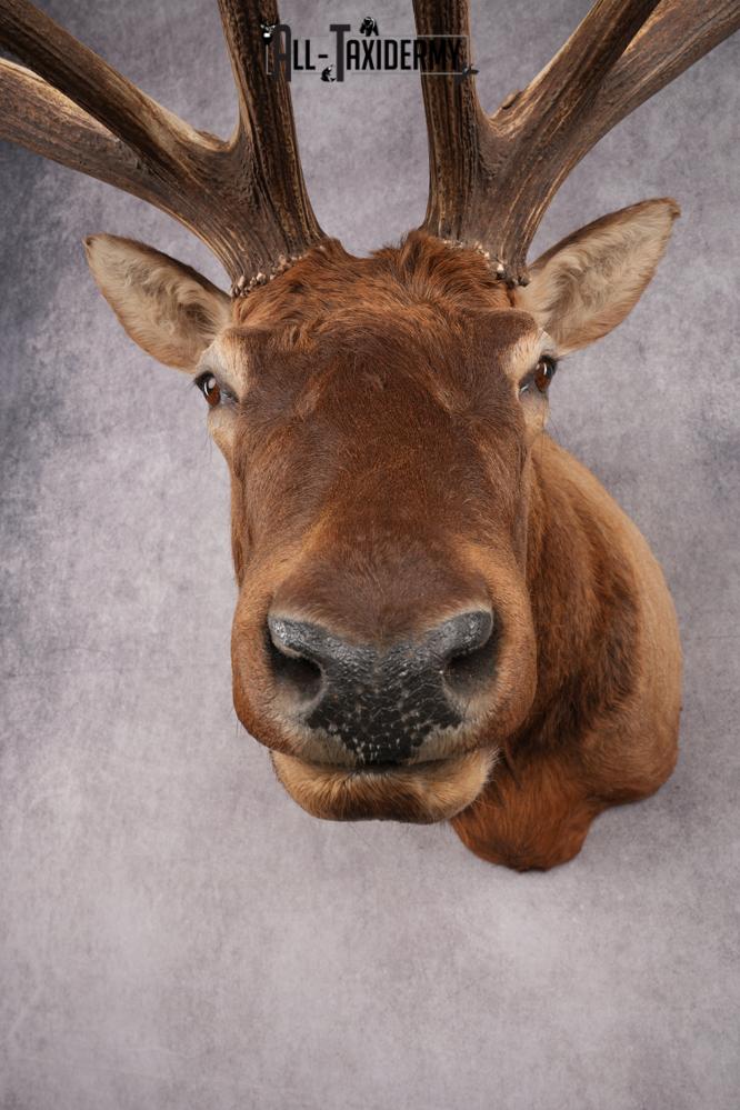 Rocky Mountain Elk SKU 2800 - Image 8