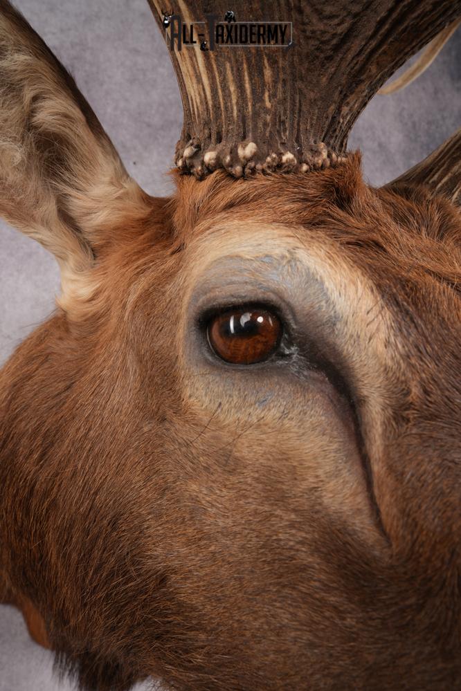 Rocky Mountain Elk SKU 2800 - Image 7