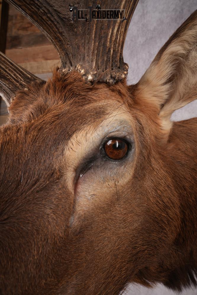 Rocky Mountain Elk SKU 2800 - Image 6