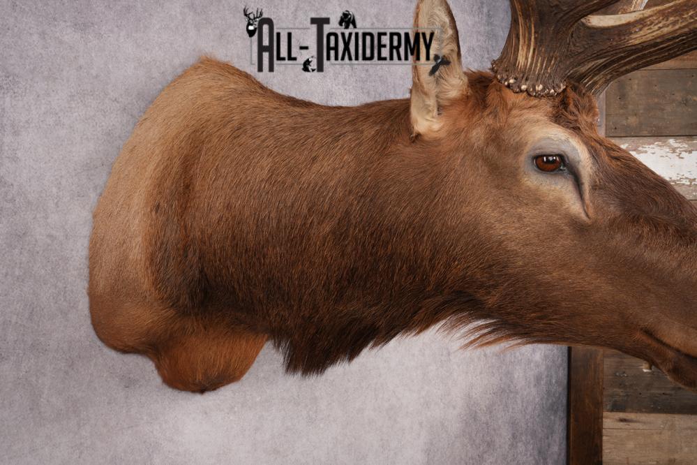 Rocky Mountain Elk SKU 2800 - Image 5