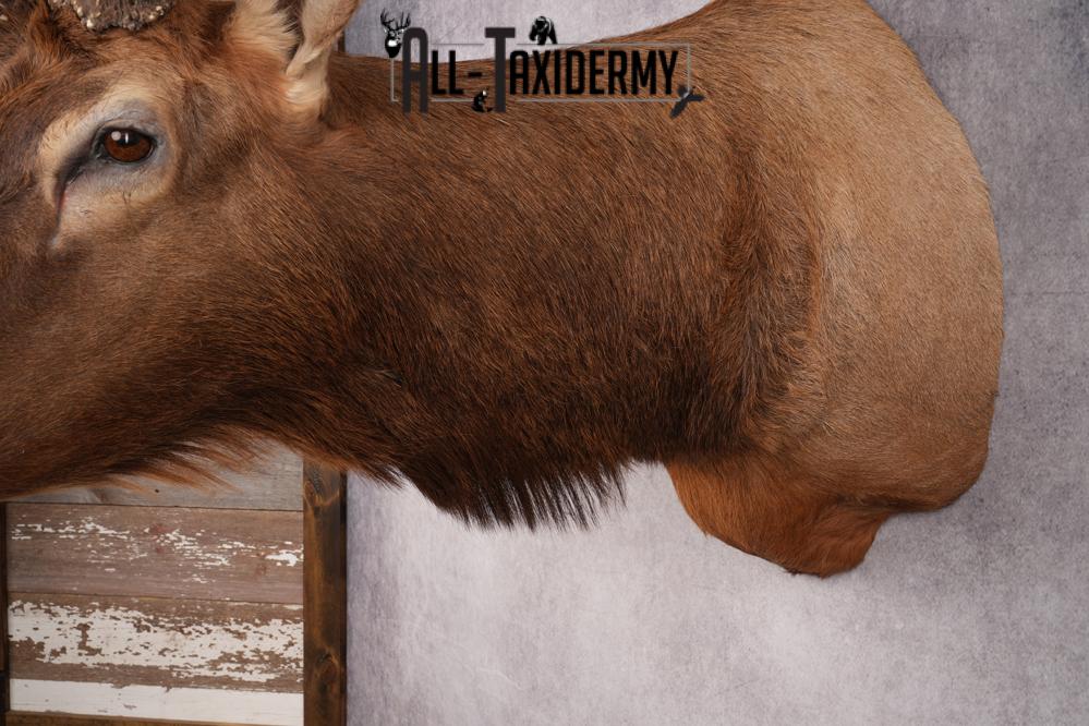 Rocky Mountain Elk SKU 2800 - Image 4