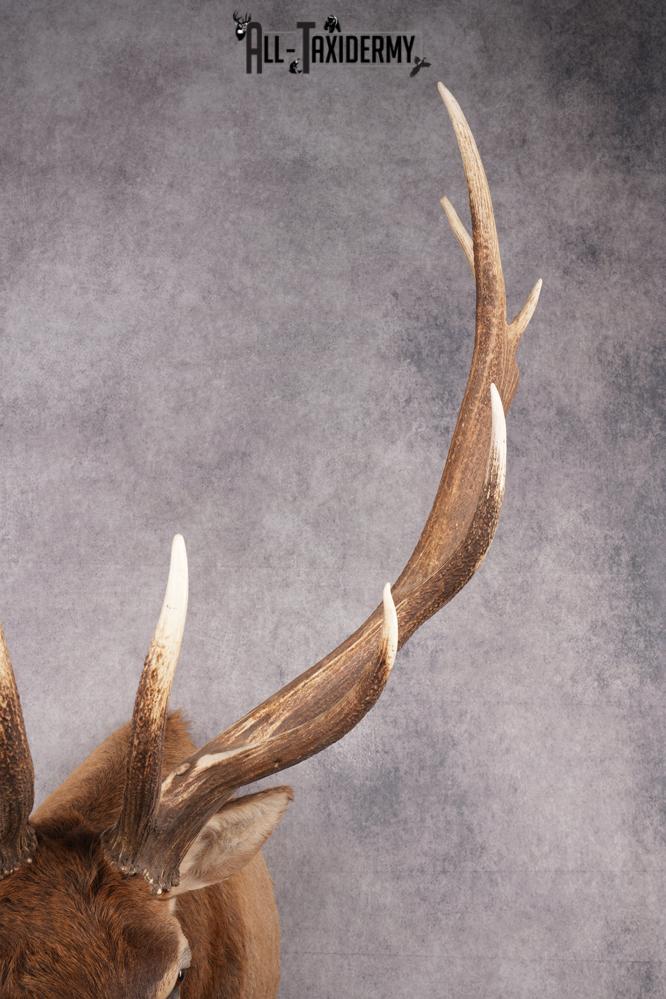 Rocky Mountain Elk SKU 2800 - Image 3