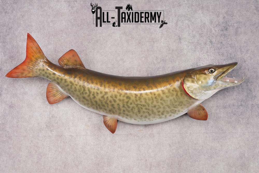 Reproduction Muskie Fish SKU 2813 - Image 6