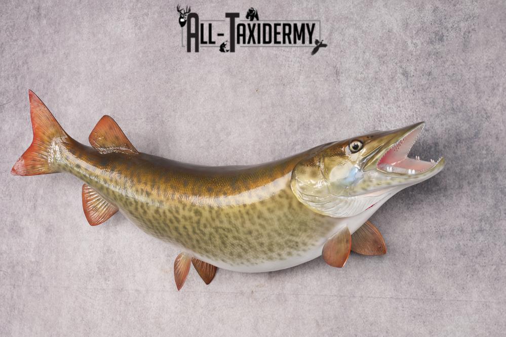Reproduction Muskie Fish SKU 2813 - Image 5