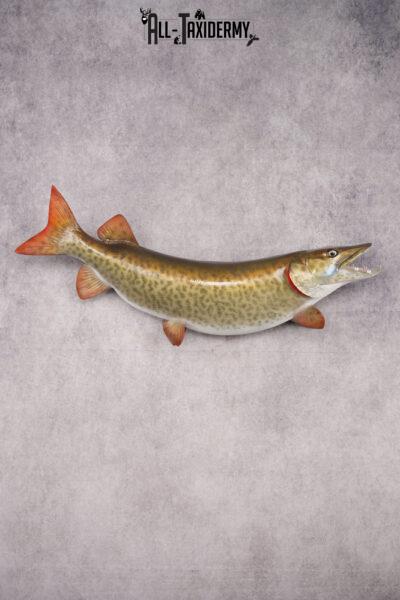 Reproduction Muskie Fish SKU 2813