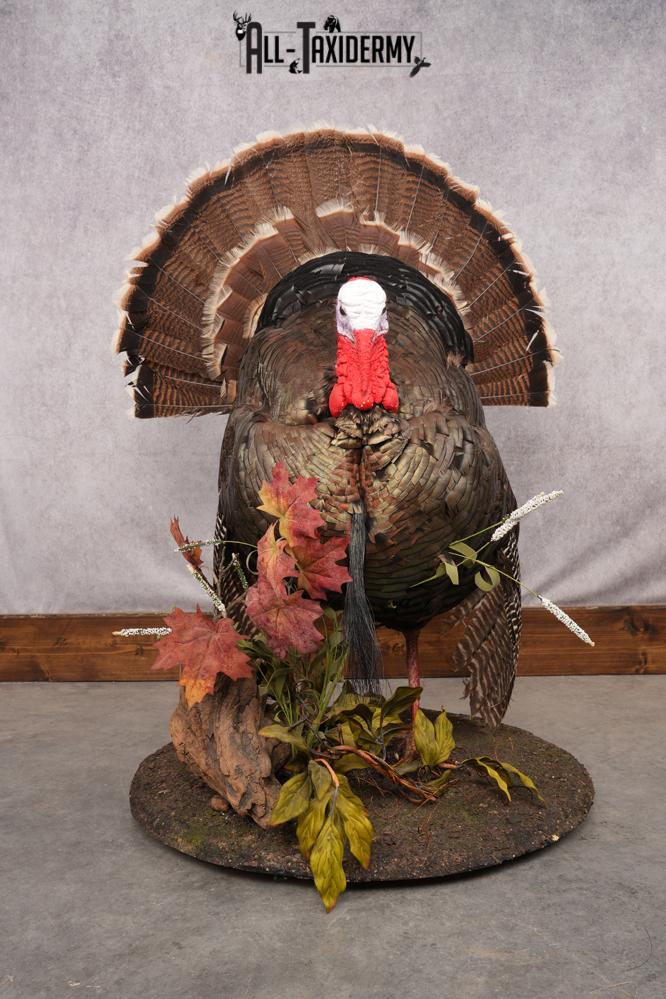 Merriam Turkey Taxidermy Mount SKU 2774 - Image 8