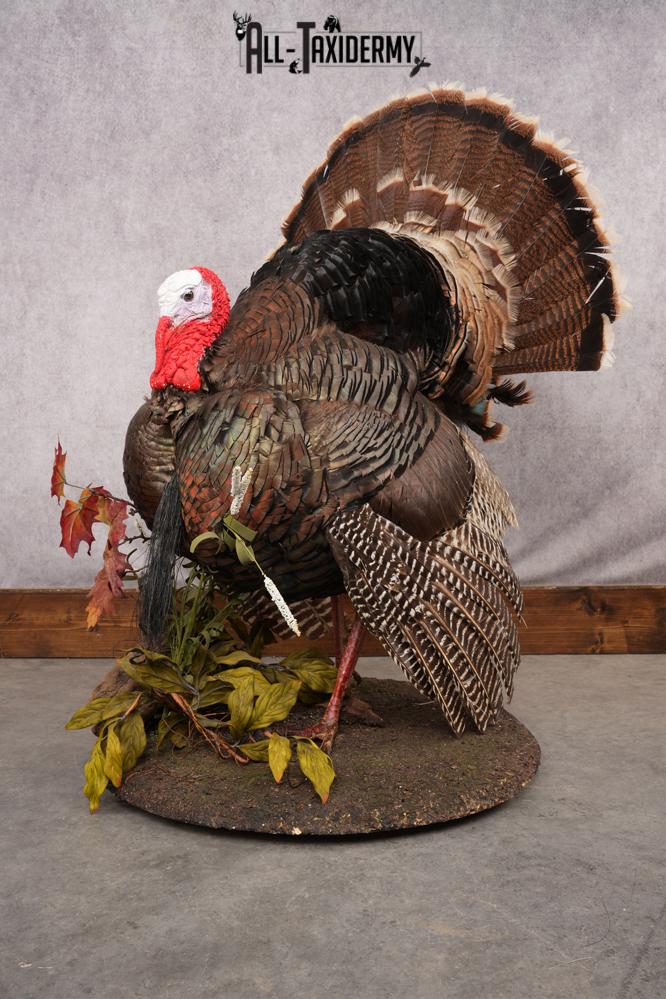 Merriam Turkey Taxidermy Mount SKU 2774