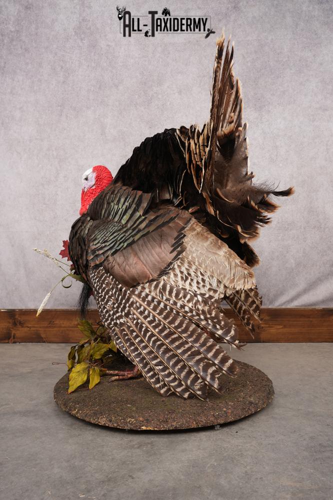Merriam Turkey Taxidermy Mount SKU 2774 - Image 2