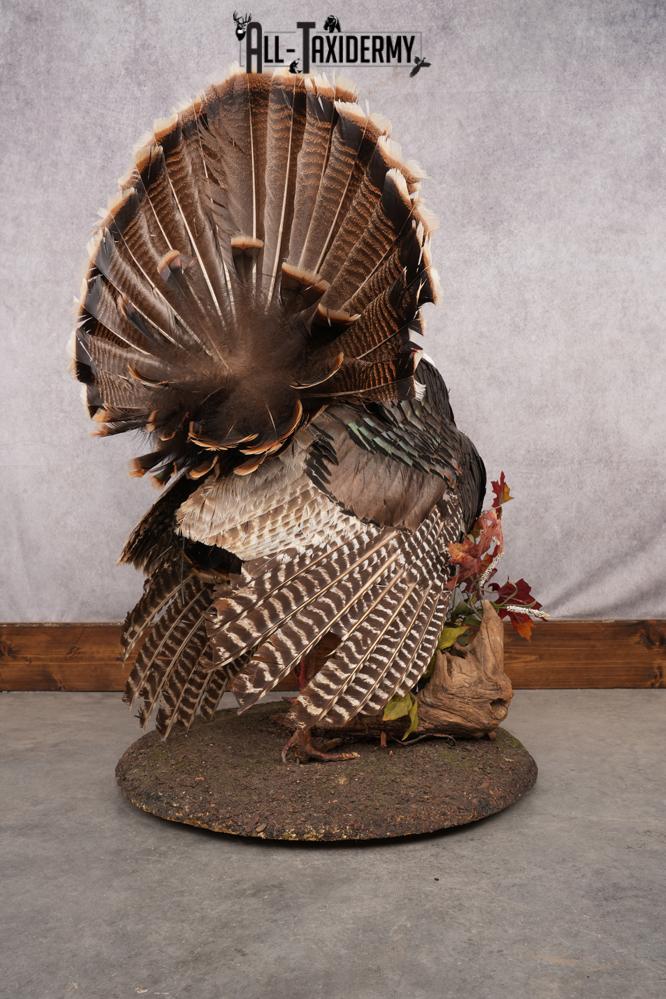 Merriam Turkey Taxidermy Mount SKU 2774 - Image 6