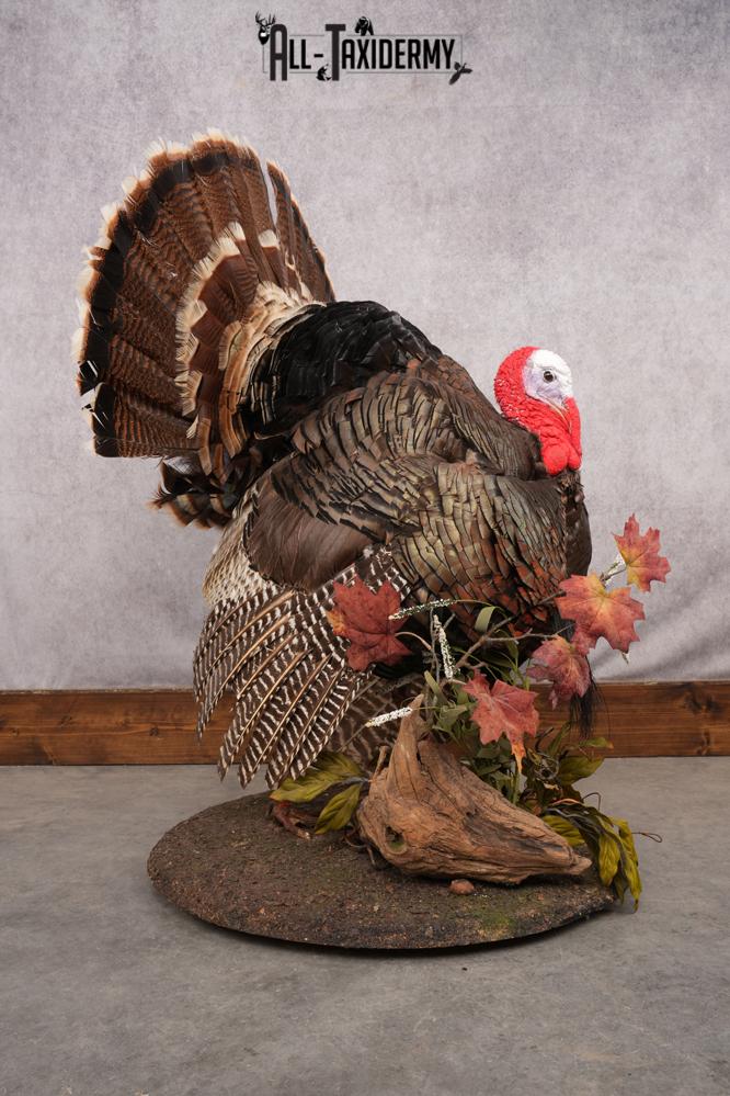 Merriam Turkey Taxidermy Mount SKU 2774 - Image 5