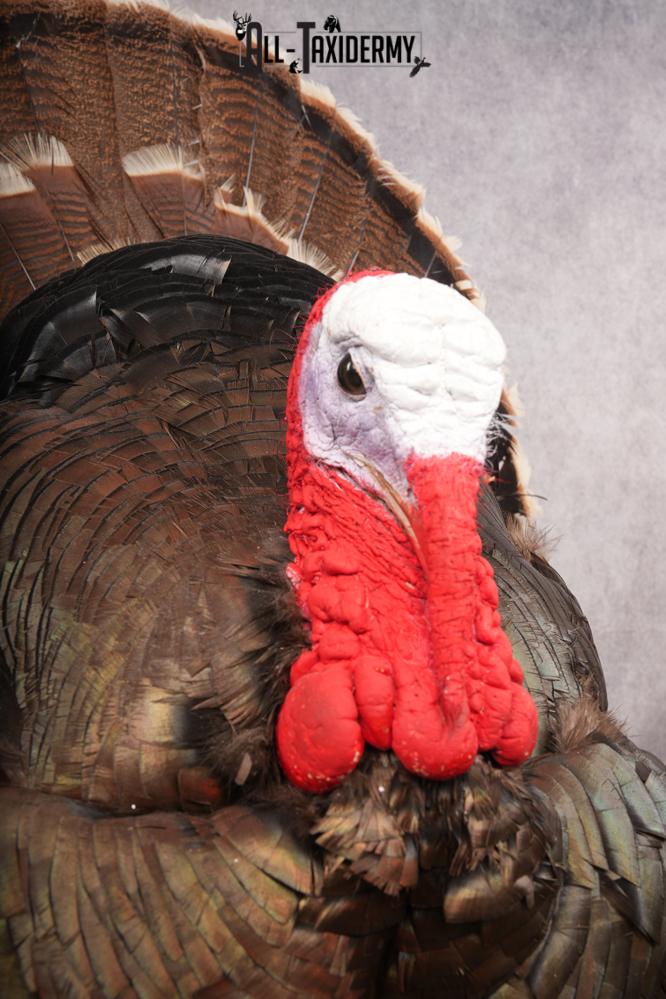 Merriam Turkey Taxidermy Mount SKU 2774 - Image 4