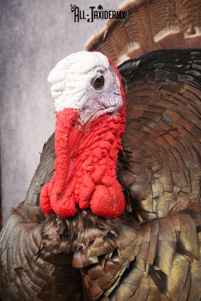 Merriam Turkey Taxidermy Mount SKU 2774 - Image 3
