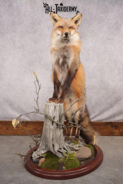 Red Fox