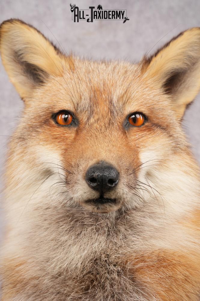 Red Fox Taxidermy Mount SKU 2775 - Image 8