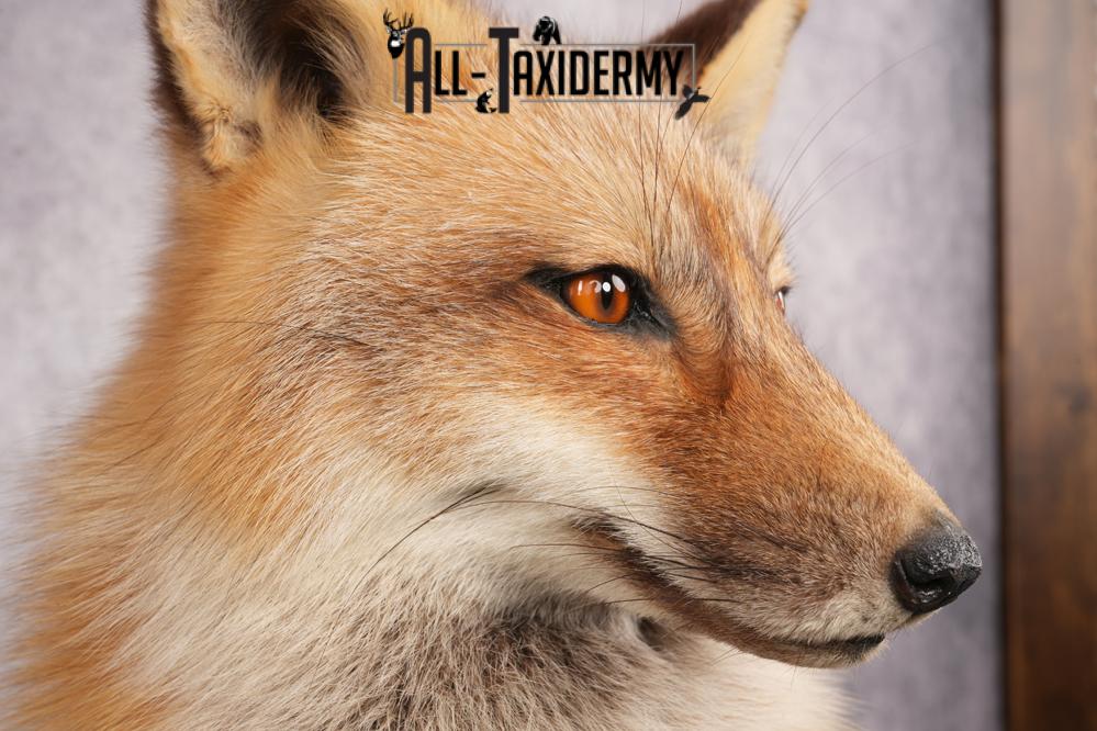 Red Fox Taxidermy Mount SKU 2775 - Image 7