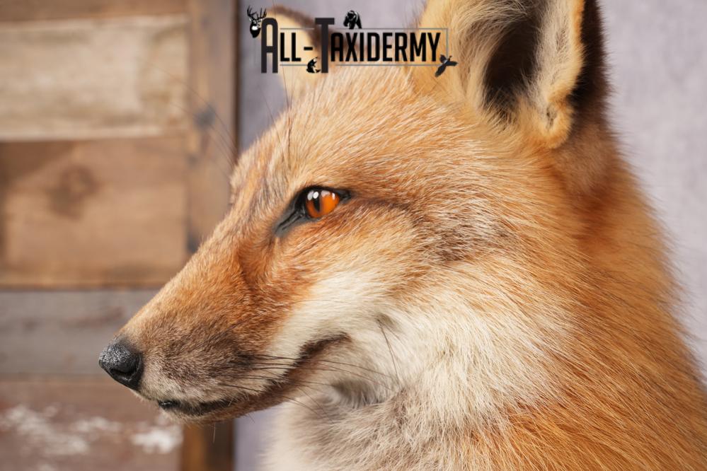 Red Fox Taxidermy Mount SKU 2775 - Image 6