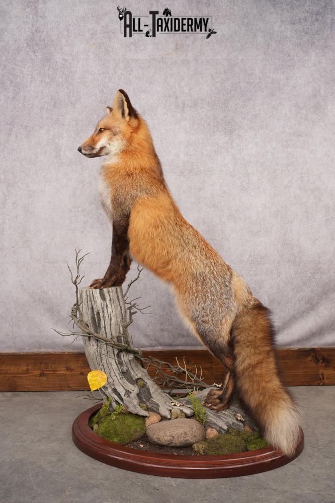 Red Fox Taxidermy Mount SKU 2775 - Image 5