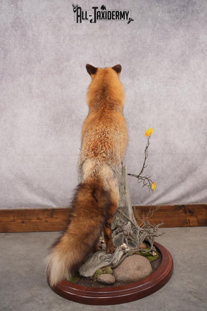 Red Fox Taxidermy Mount SKU 2775 - Image 4