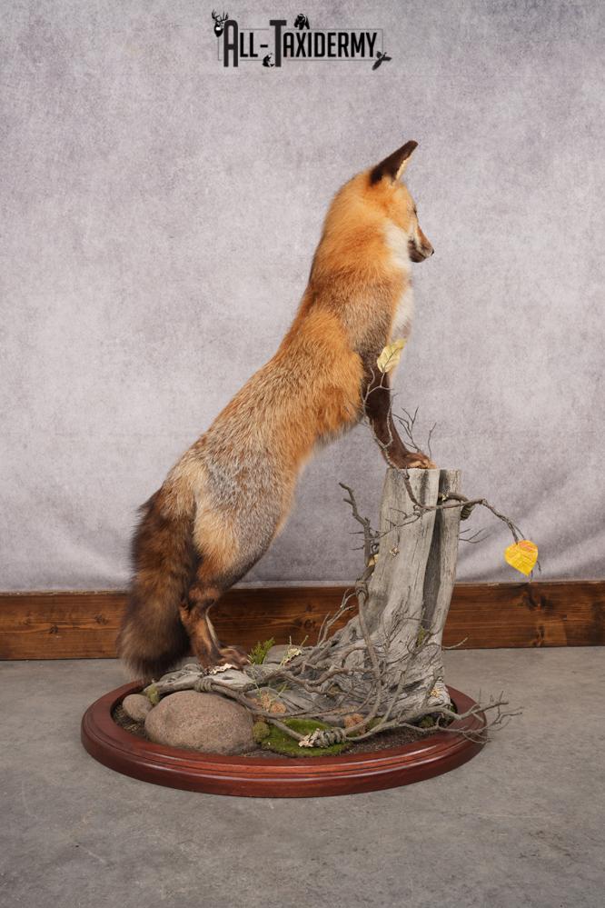 Red Fox Taxidermy Mount SKU 2775 - Image 3