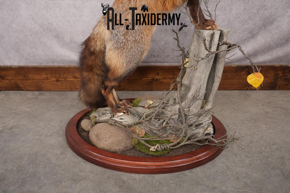 Red Fox Taxidermy Mount SKU 2775 - Image 2
