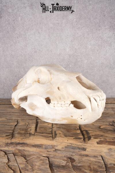 Alaskan Grizzly Bear Skull SKU 2810