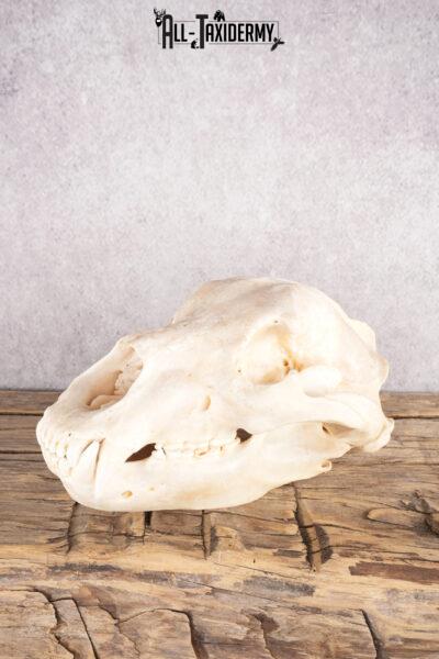 Alaskan Brown Bear Skull SKU 2811