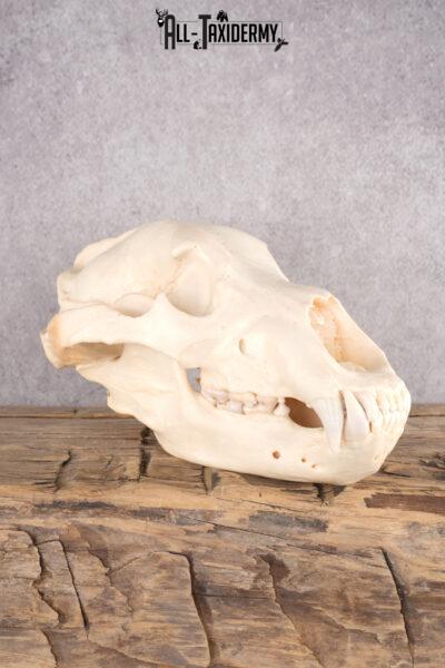 Alaskan Brown Bear Skull SKU 2809