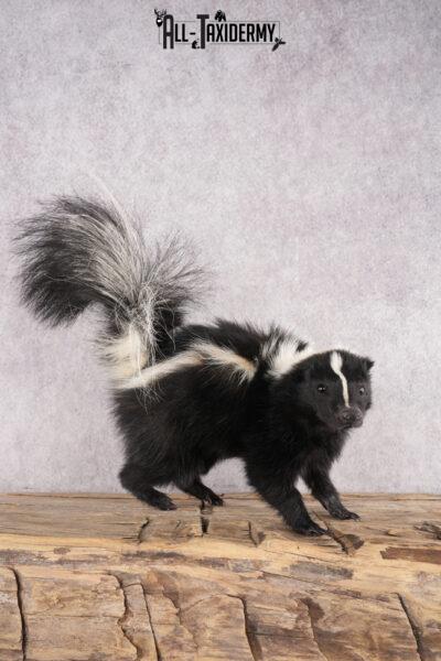 Skunk Taxidermy