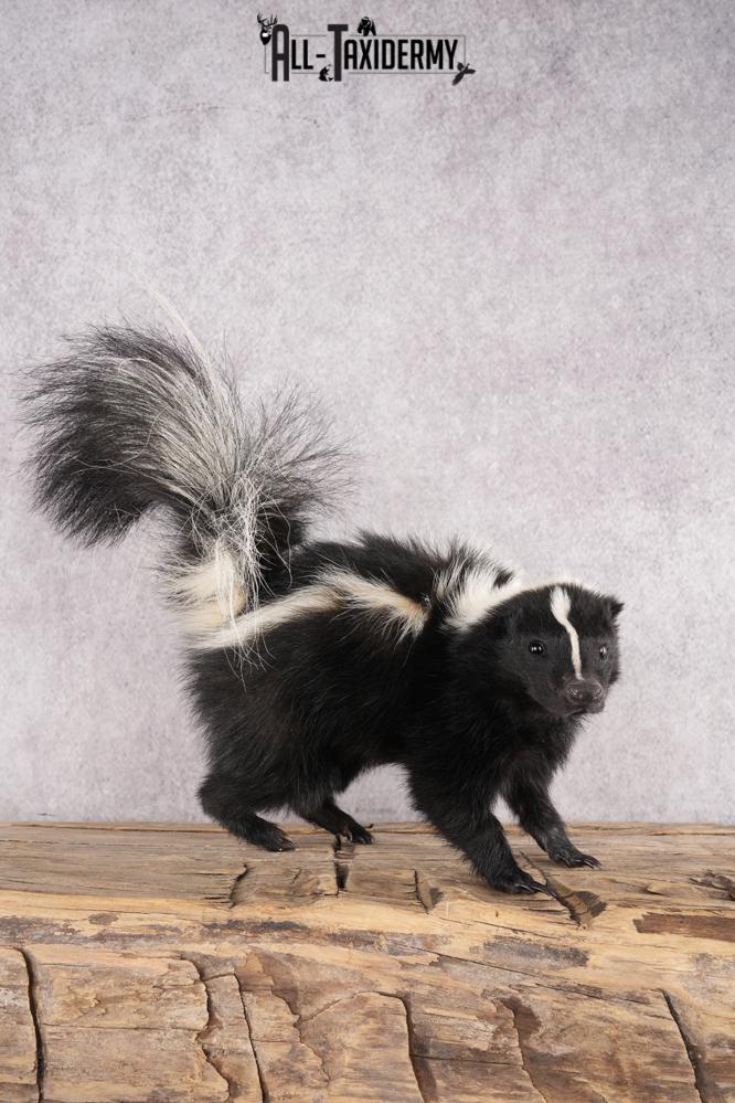 Skunk Taxidermy
