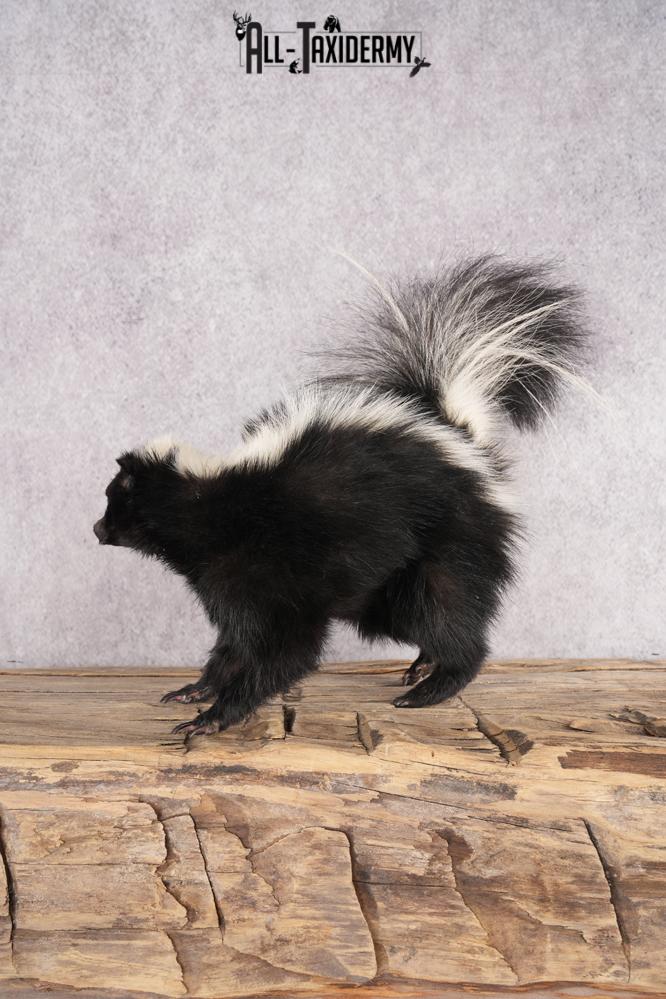Full Body Skunk Taxidermy Mount SKU 2771 - Image 4