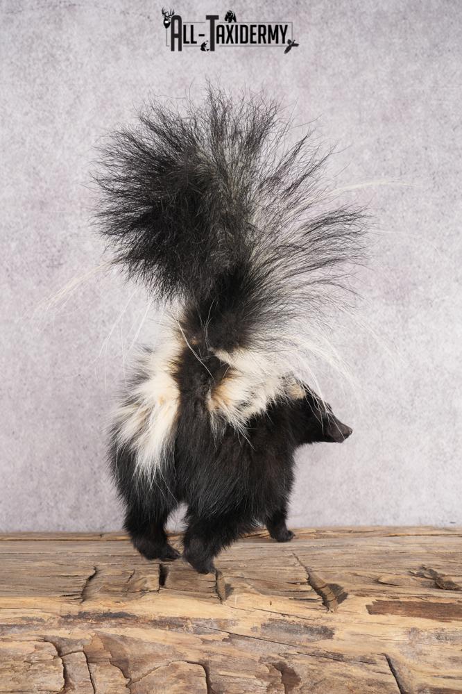 Full Body Skunk Taxidermy Mount SKU 2771 - Image 3