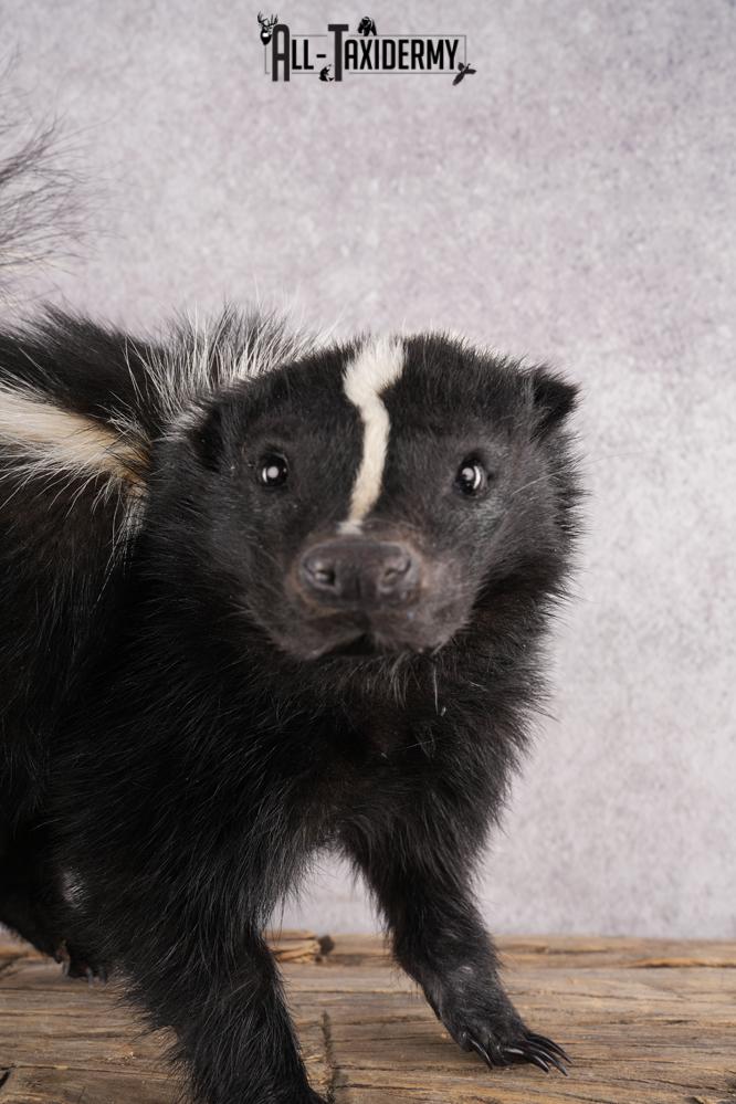 Full Body Skunk Taxidermy Mount SKU 2771 - Image 2
