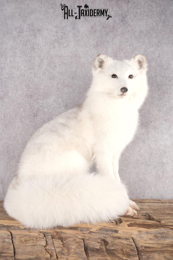 Artic Fox Taxidermy Mount SKU 2772