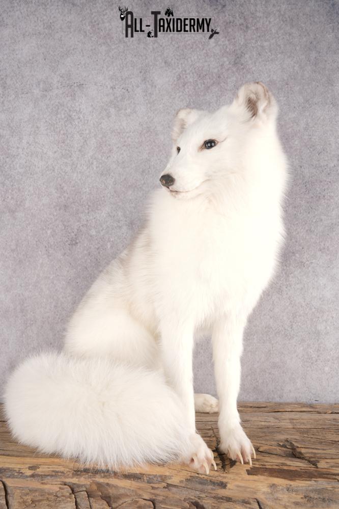 Artic Fox Taxidermy Mount SKU 2772 - Image 7