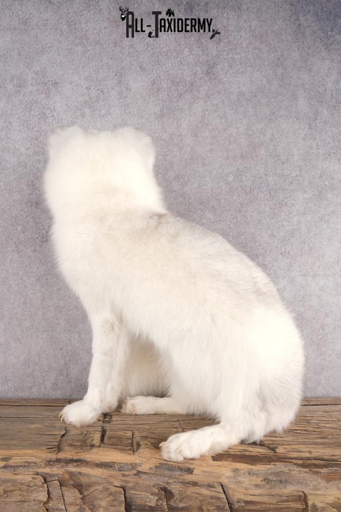 Artic Fox Taxidermy Mount SKU 2772 - Image 6