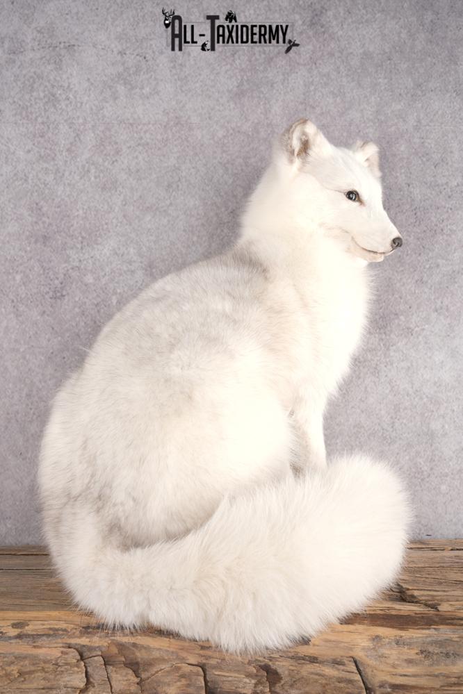 Artic Fox Taxidermy Mount SKU 2772 - Image 5