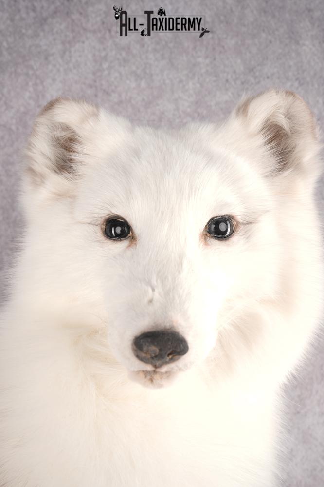 Artic Fox Taxidermy Mount SKU 2772 - Image 4