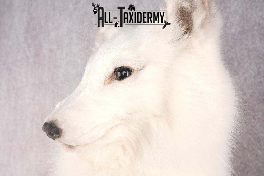 Artic Fox Taxidermy Mount SKU 2772 - Image 3