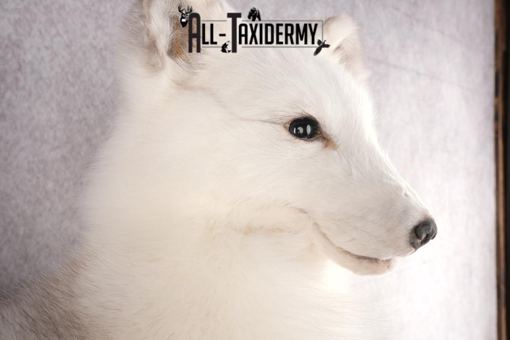 Artic Fox Taxidermy Mount SKU 2772 - Image 2