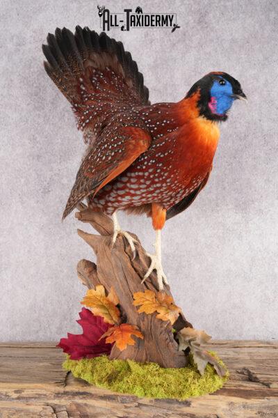 Tragopan Pheasant Taxidermy Mount SKU 2773