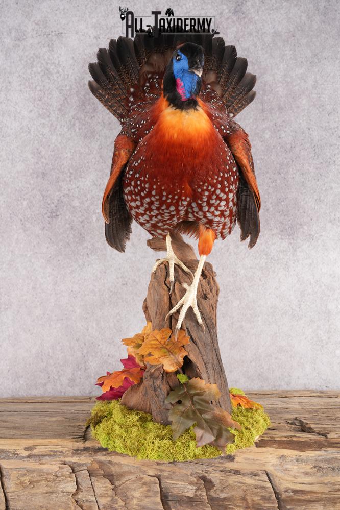 Tragopan Pheasant Taxidermy Mount SKU 2773 - Image 7